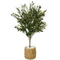 Biçiçek Zeytin Ağacı 100 Cm Hasır Bohem2 Saksıda