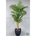 Biçiçek Areka Ağacı 220-240 Cm Grifiber1