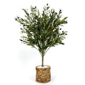 Biçiçek Zeytin Ağacı 100 Cm Hasır Bohem1 Saksıda