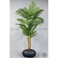 Biçiçek Areka Ağacı 220-240 Cm Grifiber2