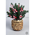 Biçiçek Koki̇na Bi̇tki̇si̇ 35 Cm Hasir Saksida 48 Meyveli̇ Yilbaşi Bi̇tki̇si̇