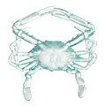 Mudo Home Ocean Crab Bi̇blo 16x17x3 Cm
