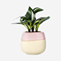 Flying Tiger Copenhagen Pembe Saksıda Yapay Bitki