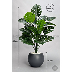 Biçiçek Monstera Bitkisi 65 Cm Küre Saksıda