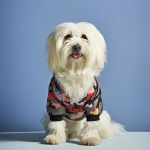 Karaca Home X Pati Molly Köpek Yağmurluk Haki M Beden görseli 1