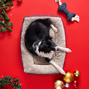 Karaca Home X Pati Ginger Kırmızı Kedi Köpek Yatağı görseli 3