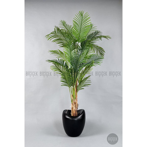 Biçiçek Areka Ağacı 220-240 Cm Siyahfiber1 görseli 5
