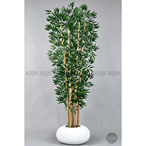 Biçiçek Zen Bambu Ağacı 220-240 Cm Fiber Saksıda Beyazfiber1