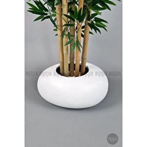 Biçiçek Zen Bambu Ağacı 220-240 Cm Fiber Saksıda Beyazfiber1