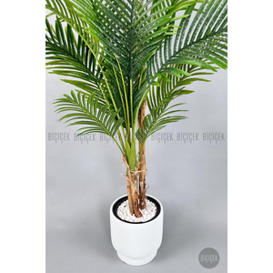 Biçiçek Areka Ağacı 220-240 Cm Beyazgala görseli 5