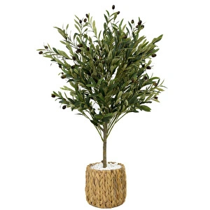 Zeytin Ağacı 100 Cm Hasır Bohem2 Saksıda