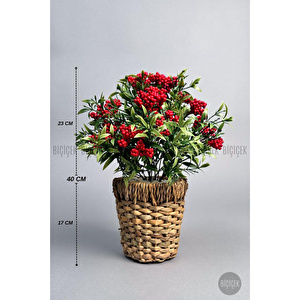 Biçiçek Koki̇na Bi̇tki̇si̇ 40 Cm Hasir Saksida Bol Meyveli̇ Yilbaşi Bi̇tki̇si̇