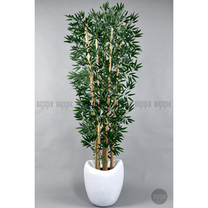 Biçiçek Zen Bambu Ağacı 220-240 Cm Fiber Saksıda Beyazfiber2 görseli 4
