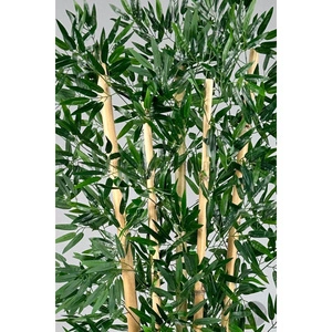 Biçiçek Zen Bambu Ağacı 220-240 Cm Fiber Saksıda Beyazfiber2