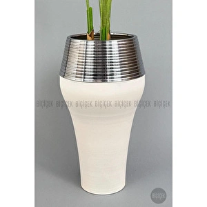 Biçiçek 220cm Starliçe Bitkisi Cleopatra Saksıda Krem Gümüş görseli 3