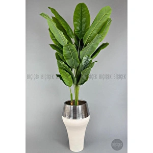 Biçiçek 220cm Starliçe Bitkisi Cleopatra Saksıda Krem Gümüş görseli 5
