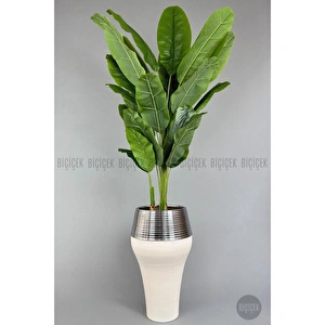 Biçiçek 220cm Starliçe Bitkisi Cleopatra Saksıda Krem Gümüş görseli 6