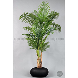 Areka Ağacı 220-240 Cm Siyahfiber2