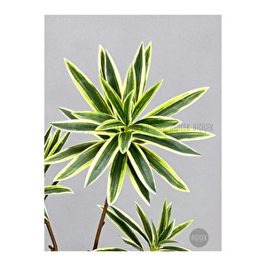 Biçiçek 160 Cm Dragon Bitkisi Yapay Dracaena Küre Saksıda Beyaz1 görseli 2