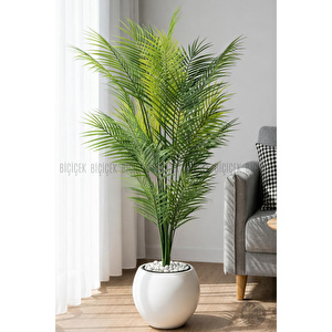 Biçiçek Areka Ağaci 24 Yaprakli 130 Cm Küre Saksida Beyaz