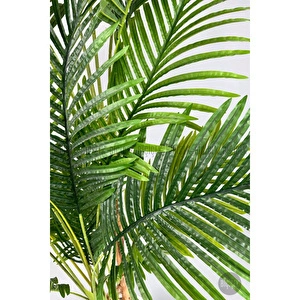 Biçiçek Areka Ağacı 220-240 Cm Siyahluna