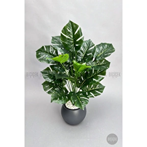 Biçiçek Monstera Bitkisi 65 Cm Küre Saksıda görseli 3