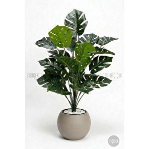 Biçiçek Monstera Bitkisi 65 Cm Küre Saksıda görseli 6
