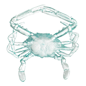Mudo Home Ocean Crab Bi̇blo 16x17x3 Cm