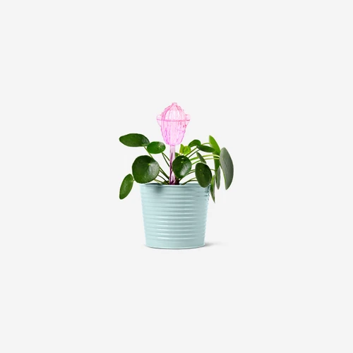 Flying Tiger Copenhagen Pembe Kaktüs Şeklinde Saksı Sulama Aparatı