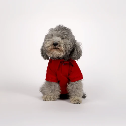Karaca Home x Pati Best Buddyguard Ever T-Shirt XL Beden Kırmızı