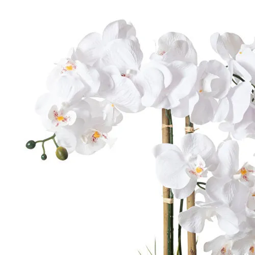 Mudo Home Riva Saksili Orki̇de 60 Cm