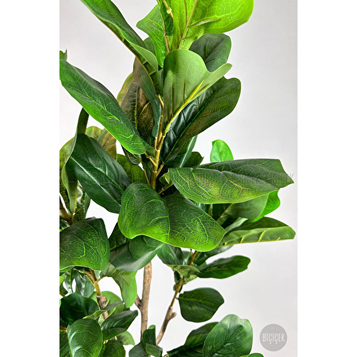 Biçiçek Keman Yapraklı Kauçuk Bitkisi Fiddle Lyrata 175cm Siyah Biçiçek Keman Yapraklı Kauçuk Bitkisi Fiddle Lyrata 175cm Siyah