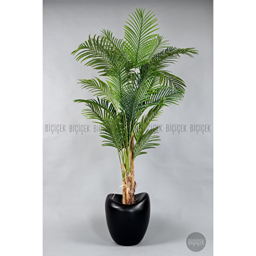 Biçiçek Areka Ağacı 220-240 Cm Siyahfiber1