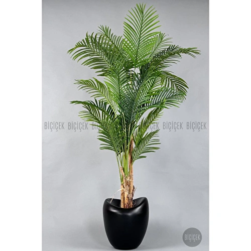 Biçiçek Areka Ağacı 220-240 Cm Siyahfiber1