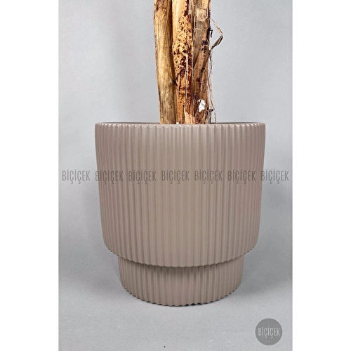 Biçiçek Areka Ağacı 220-240 Cm Kahverengigala Biçiçek Areka Ağacı 220-240 Cm Kahverengigala