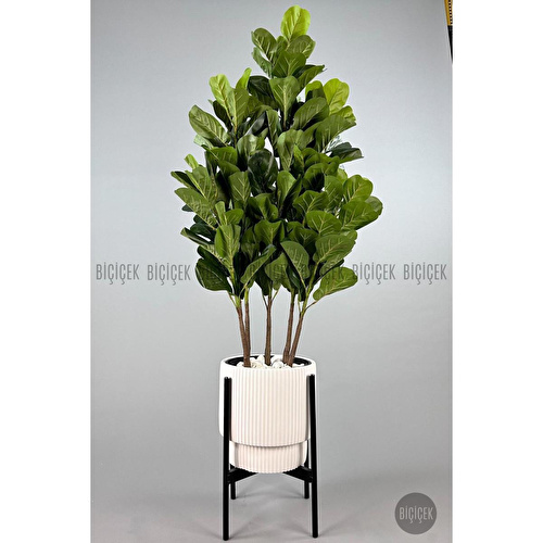 Biçiçek Keman Yapraklı Kauçuk Bitkisi Gala Saksıda Fiddle Lyrata 2