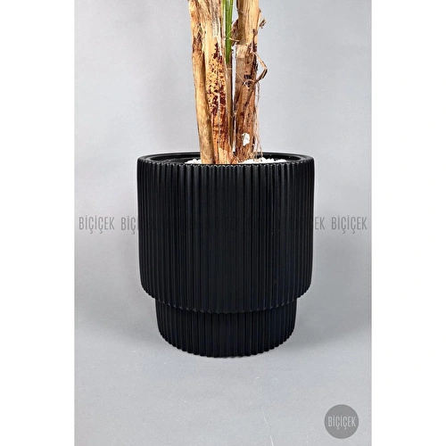 Biçiçek Areka Ağacı 220-240 Cm Siyahgala