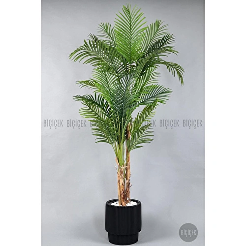 Biçiçek Areka Ağacı 220-240 Cm Siyahgala