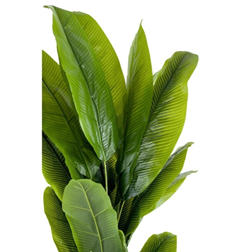 Biçiçek Muz Ağacı 200cm Krem Gold Metal Saksıda