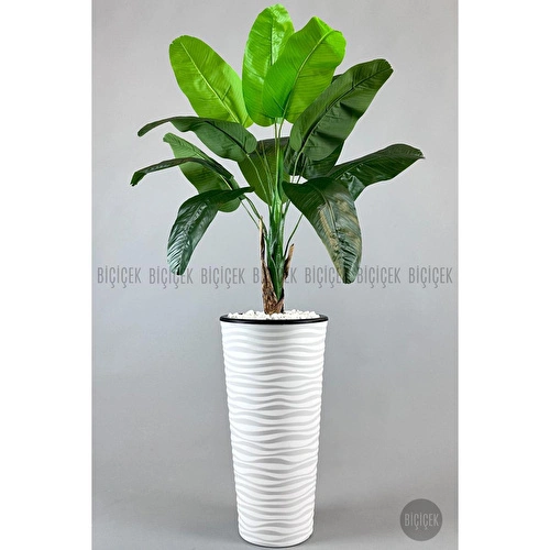 Biçiçek Muz Ağacı Tek Gövde 125-175 Cm Beyaz