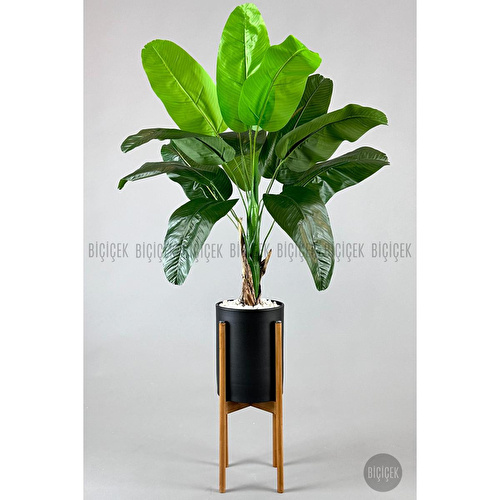 Biçiçek Muz Ağacı Tek Gövde 125-175 Cm Metalik