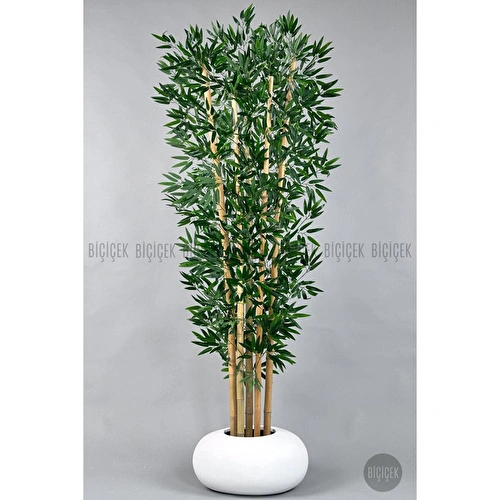 Biçiçek Zen Bambu Ağacı 220-240 Cm Fiber Saksıda Beyazfiber1