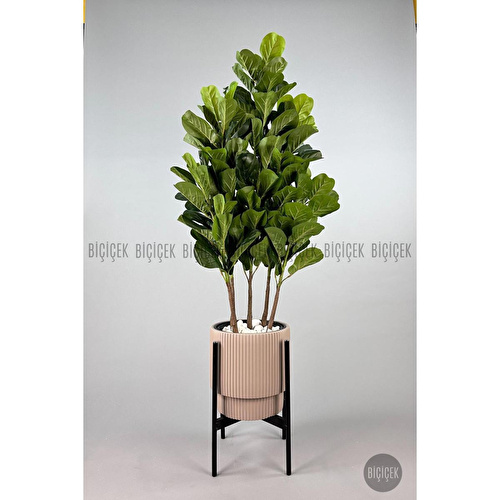 Biçiçek Keman Yapraklı Kauçuk Bitkisi Gala Saksıda Fiddle Lyrata 4