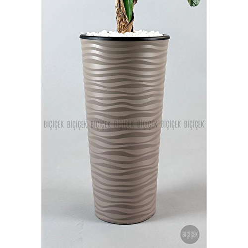 Biçiçek Muz Ağacı Tek Gövde 125-175 Cm Kahverengi