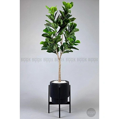 Biçiçek Keman Yapraklı Kauçuk Bitkisi Fiddle Lyrata Gala Saksı 175-200 Cm Siyah-siyah