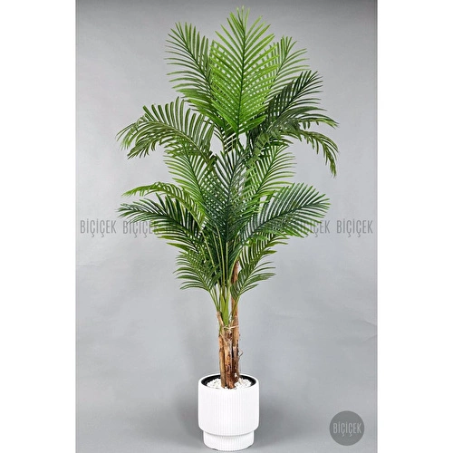 Biçiçek Areka Ağacı 220-240 Cm Beyazgala