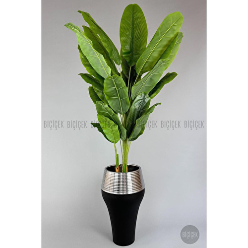 Biçiçek 220cm Starliçe Bitkisi Cleopatra Saksıda Siyah Gümüş