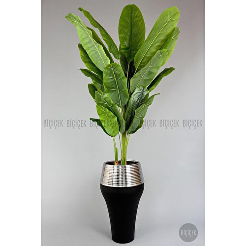 Biçiçek 220cm Starliçe Bitkisi Cleopatra Saksıda Siyah Gümüş