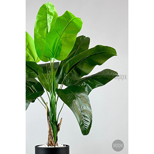 Biçiçek Muz Ağacı Tek Gövde 125-175 Cm Siyah Biçiçek Muz Ağacı Tek Gövde 125-175 Cm Siyah