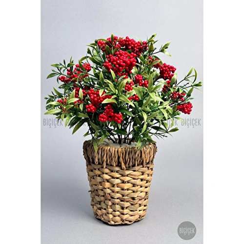 Biçiçek Koki̇na Bi̇tki̇si̇ 40 Cm Hasir Saksida Bol Meyveli̇ Yilbaşi Bi̇tki̇si̇